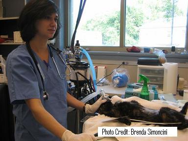 Cat Receiving Oxygen